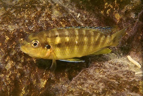 Tropheops sp. 'gome yellow' Chiofu Bay